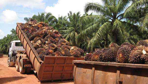 1646029590-oil_palm_biomass